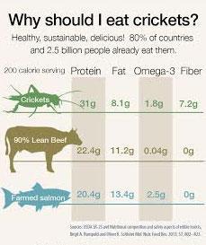 Cricket Nutrition