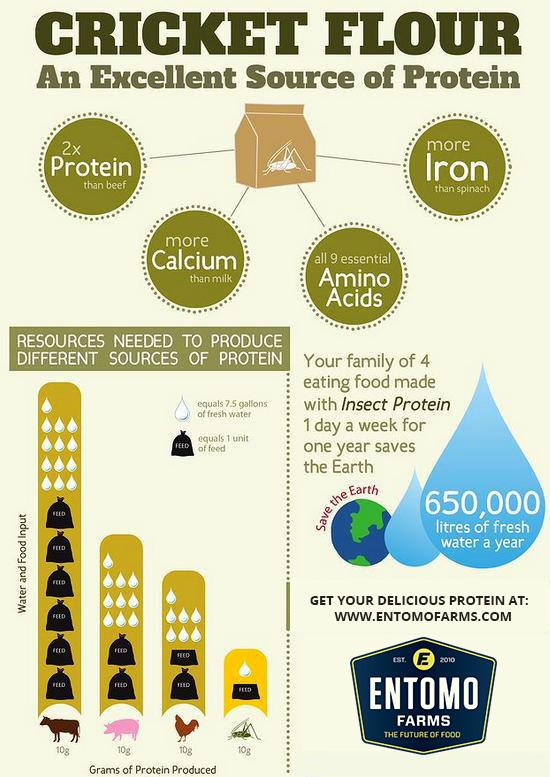 Cricket Powder Cricket Flour Cricket Protein Powder