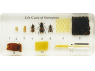 Life Cycle of the Honey Bee