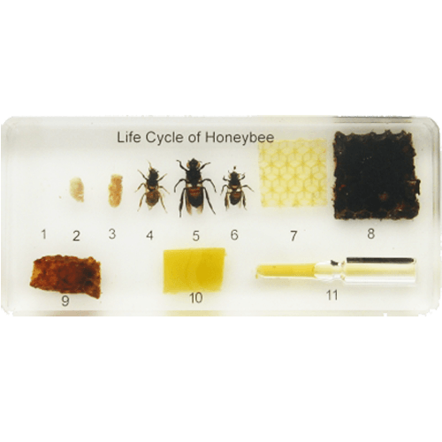 Life Cycle of the Honey Bee