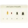 Life Cycle of a Housefly