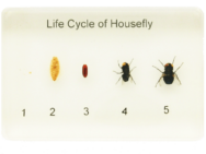 Life Cycle of a Housefly