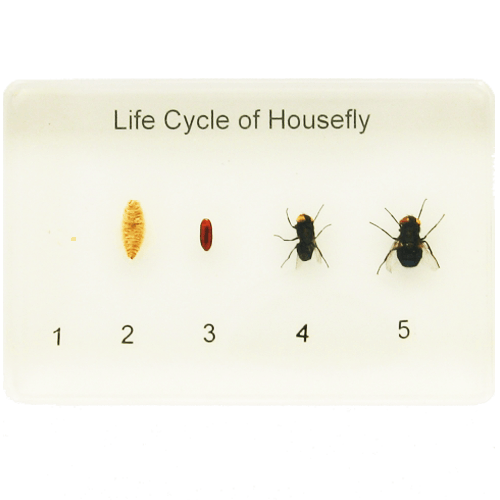Life Cycle of a Housefly
