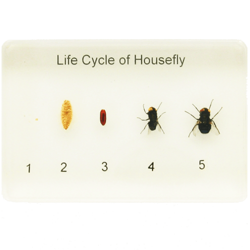 life cycle of a housefly