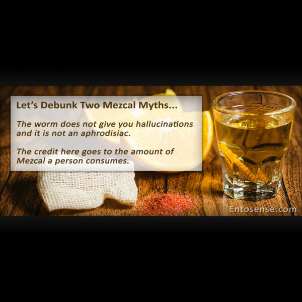 Mezcal Tequila Myths