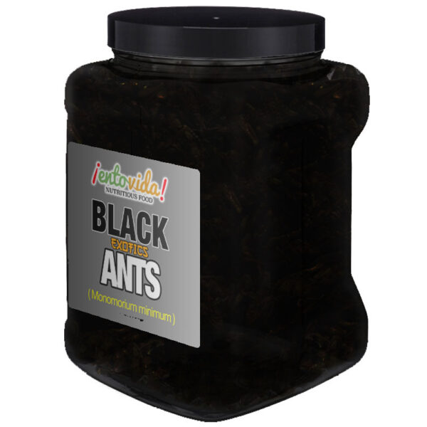 Bulk Black Ants