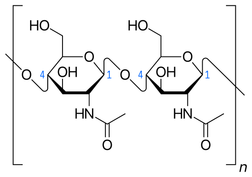 Haworth_projection_of_chitin Haworth projection of chitin