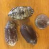 Edible Scarab Beetles