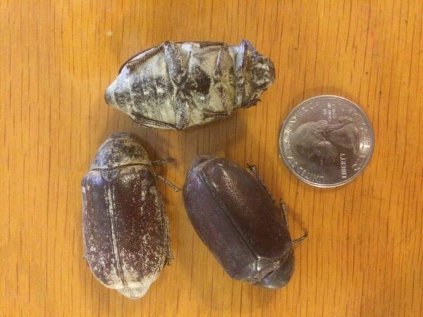 Edible Scarab Beetles