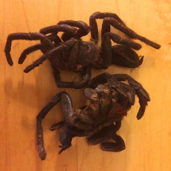 Image result for dehydrated zebra tarantula