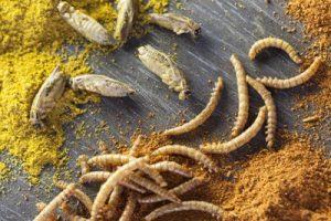 Edible Insects Nutrition