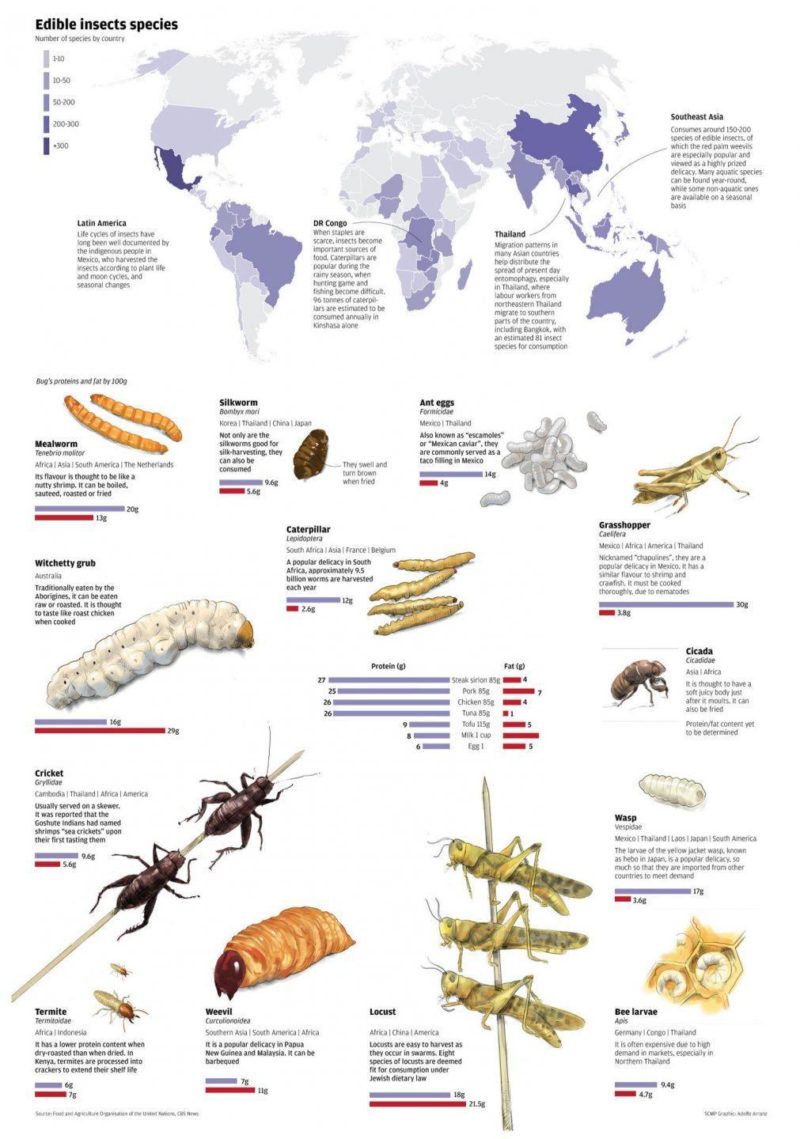 Insects Images With Names Chart