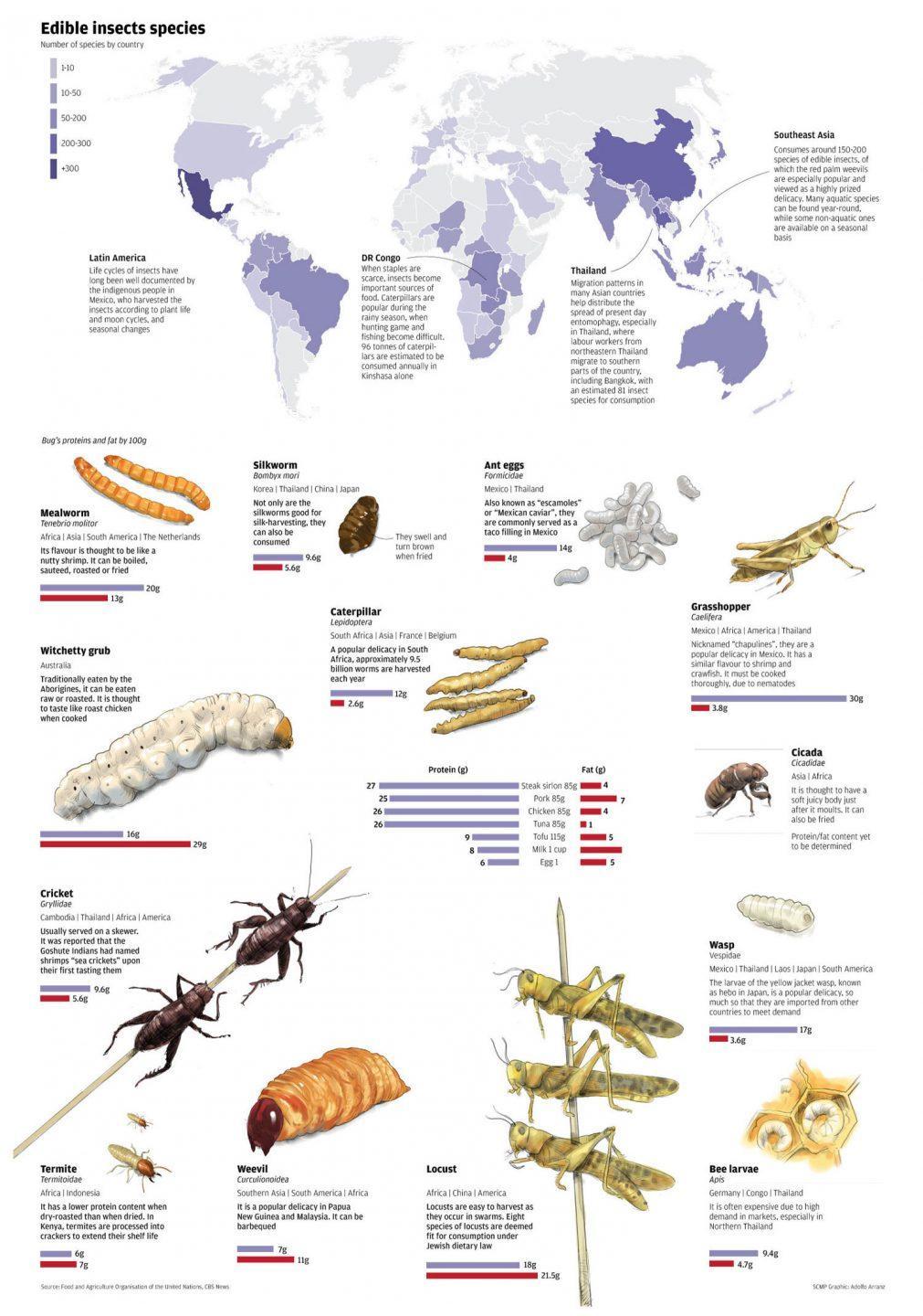 FAO-EAT-BUGS-1 Insect Nutrition