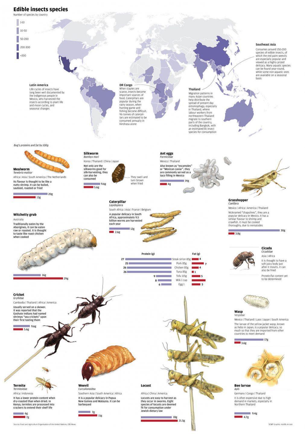 Feeder Insect Nutritional Value Chart