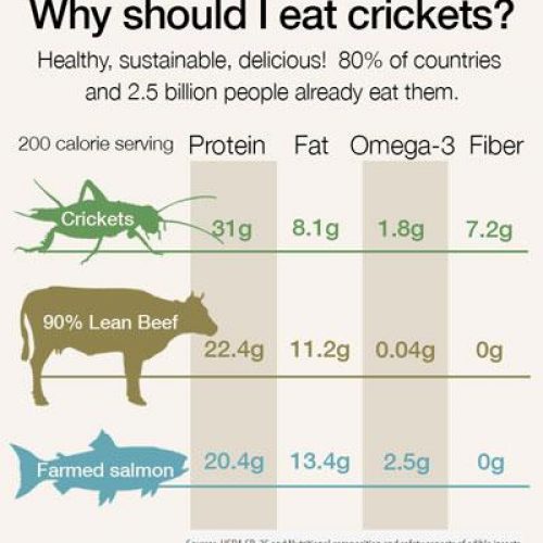 Edible Insect Nutrition Information Edible Insect Nutrition Information