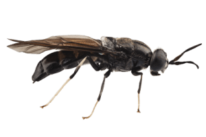 Black Soldier Fly