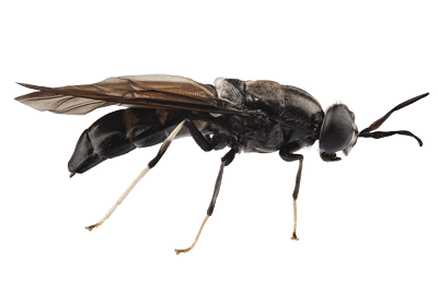 Maggots Combat the World's Food Waste Problem While Being Sustainable