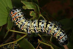 Edible Mopane Worms