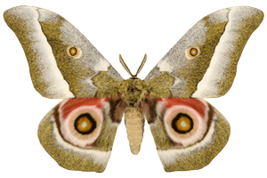 Mopani Worm Moth