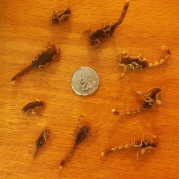 Scorpions for Cooking