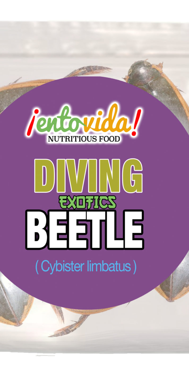 Diving Beetles Category Edible Insects