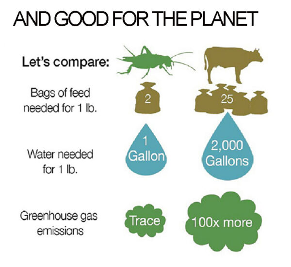 Edible Insects are Good for the Planet