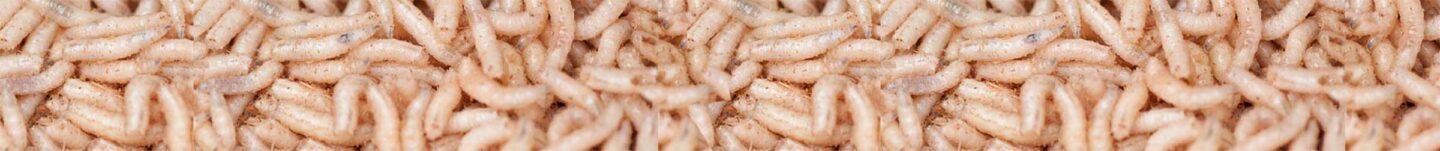 Maggots-1 Insects as Feed