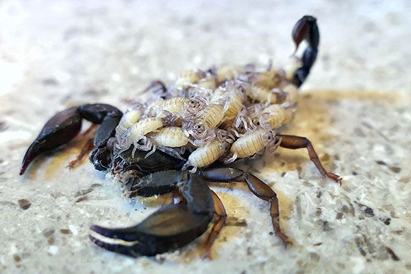 Scorpion Babies