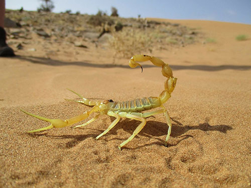 Scorpion Care