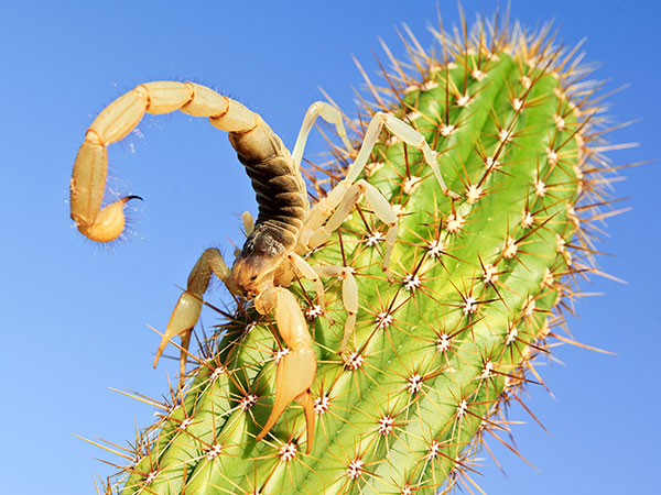 Scorpion Habitat