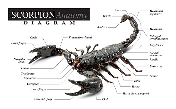 Scorpion Insects