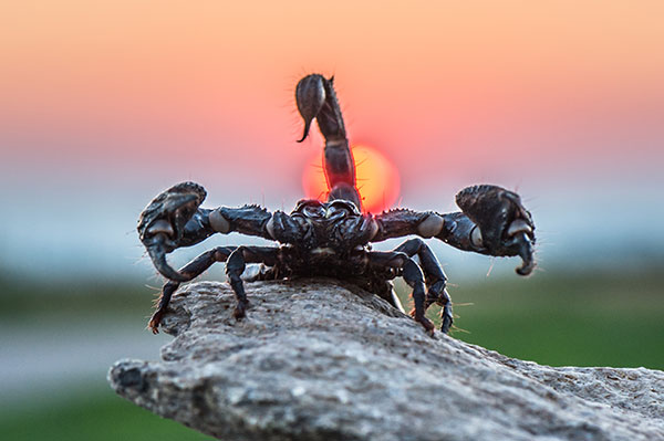Scorpion Mating Paractices