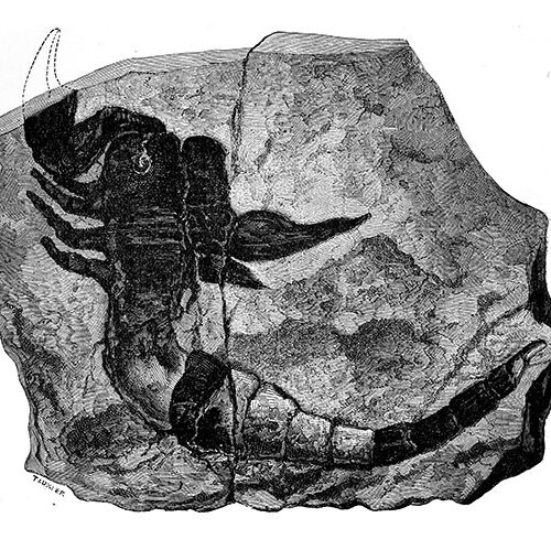 Scorpion fossil Discovery Wisconsin 2020