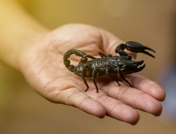 Scorpion Pet