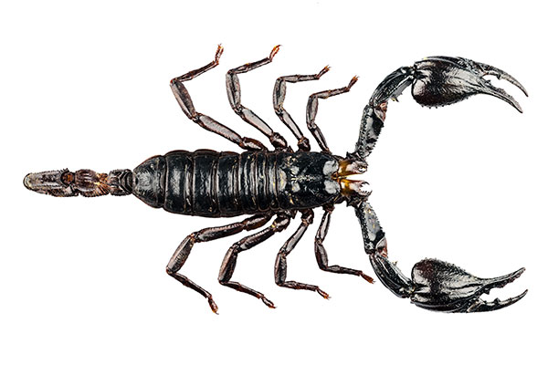 Scorpion Mating Scorpion Mating