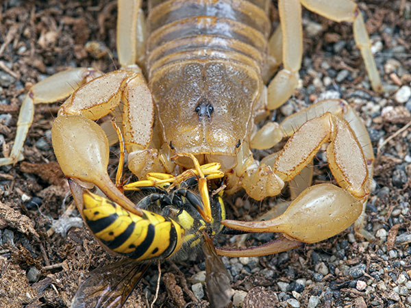 Scorpion Food Scorpion Food