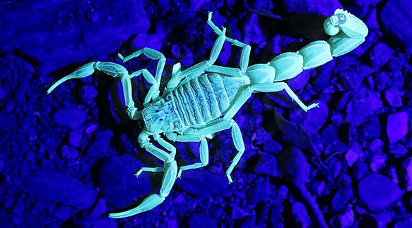 Scorpions Glow Scorpions Glow