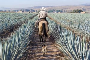 Agave Worm