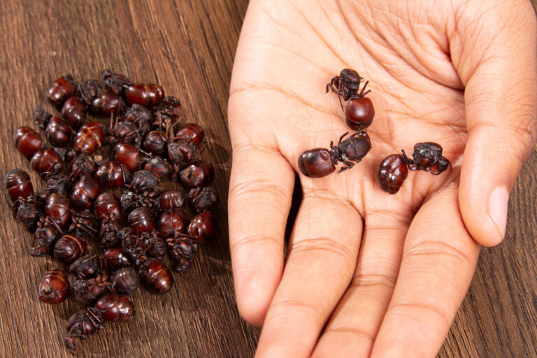 CHICATANAS Edible Insects
