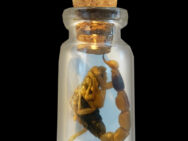 Real Edible Scorpion in a Bottle