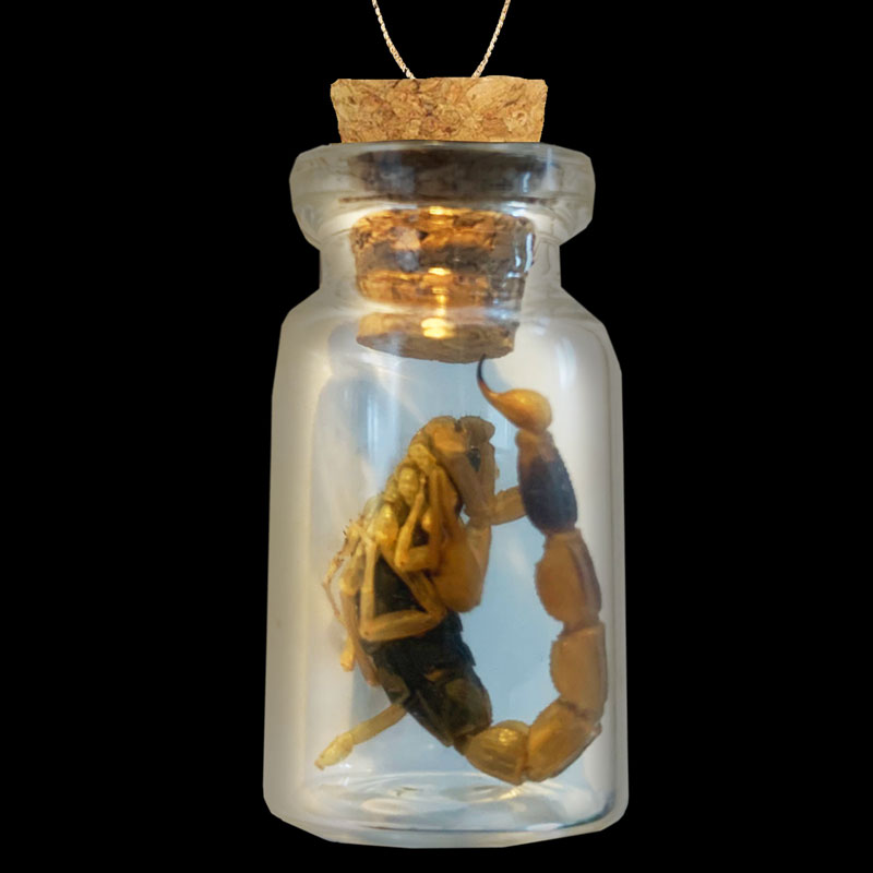 Real Edible Scorpion in a Bottle