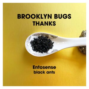 Black Ants-Entosense