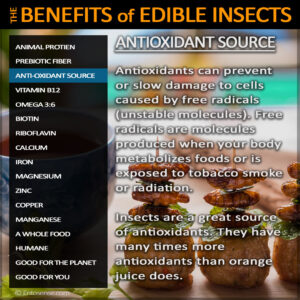 Edible Insect Nutrition - Antioxidants