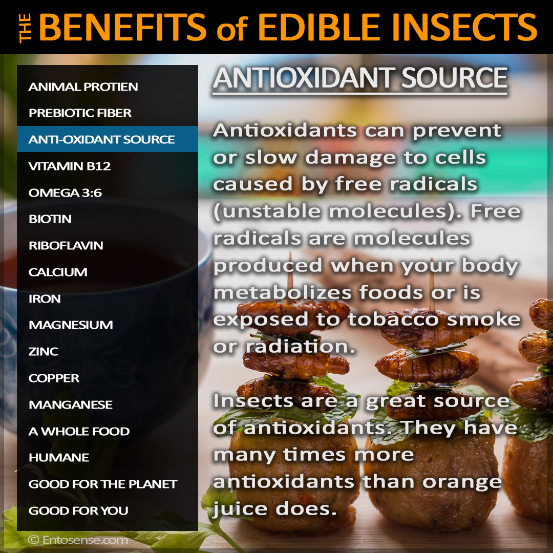 Edible Insect Nutrition - Antioxidants