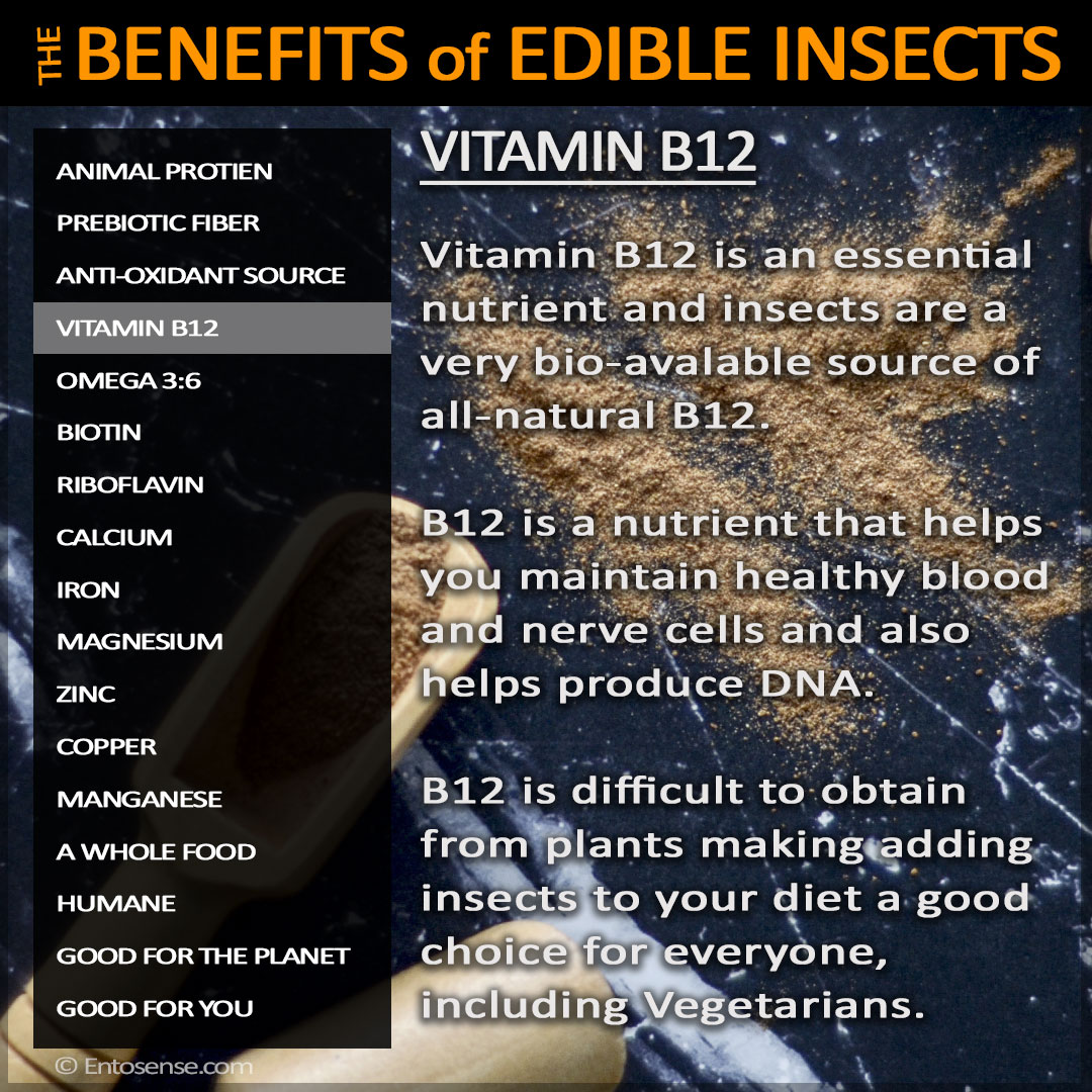 Edible Insect Nutrition - Vitamin-B12