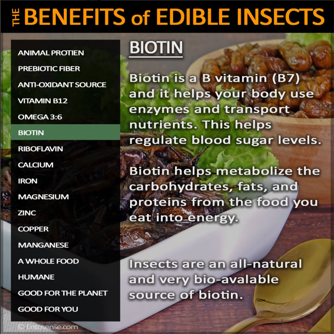Edible Insect Nutrition - Biotin