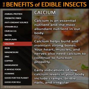 Edible Insect Nutrition - Calcium