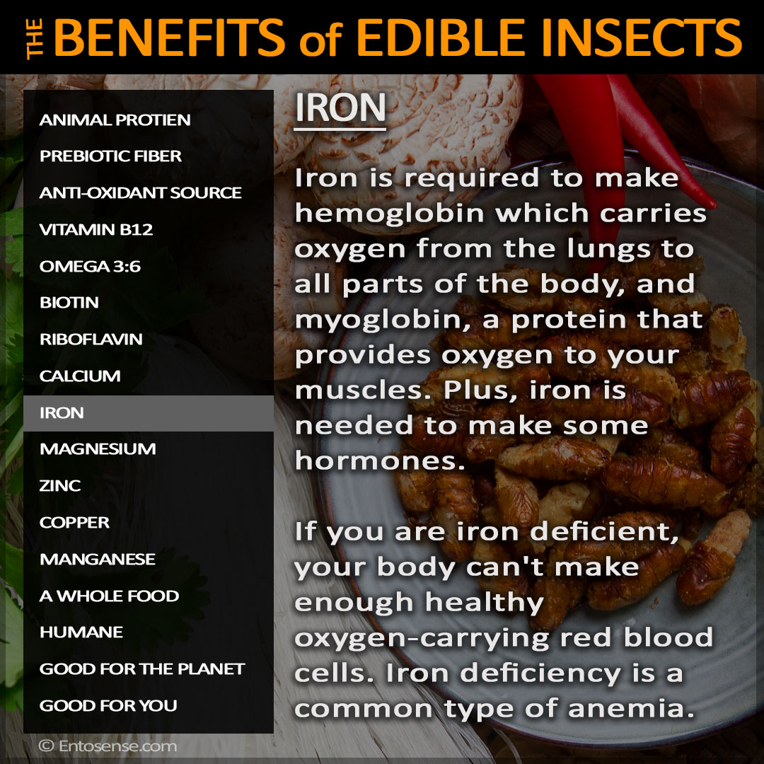 Edible Insect Nutrition - Iron