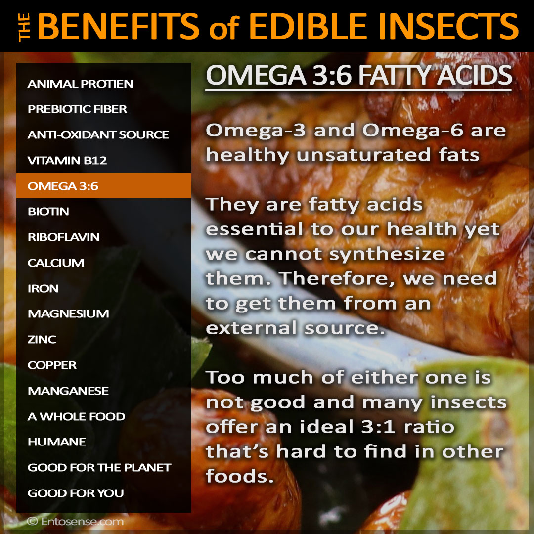 Edible Insect Nutrition - Omegas