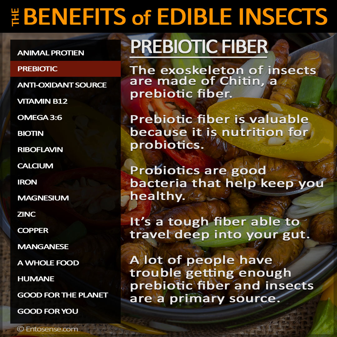 PDF) EDIBLE INSECTS future prospects fo food and feed security